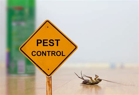 All you need pest control - But when rodents, cockroaches, or other pests infest a rental, it’s not always immediately clear who is responsible for pest control: the landlord or the tenant. Generally speaking, you as the landlord are responsible for keeping your property pest free through regular maintenance and seasonal pest control. But, if the actions of the tenant ...